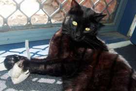 Lost Cat