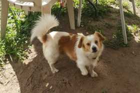 Lost Dog