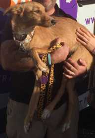 Lost Dog