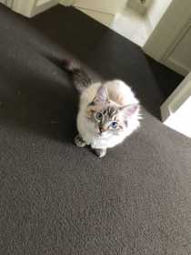 Lost Cat