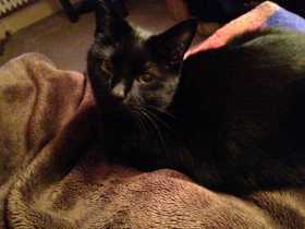 Lost Cat