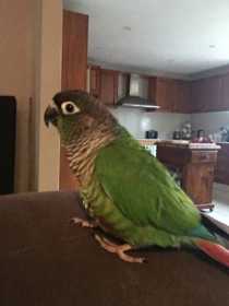 Lost Conure