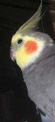 Lost Cockatiel