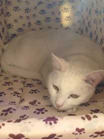Lost Cat