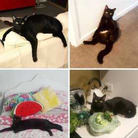 Lost Cat