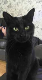 Lost Cat