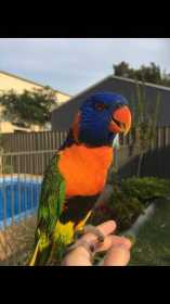 Lost Lory / Lorikeet