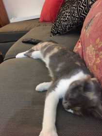 Lost Cat