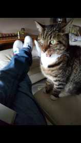 Lost Cat