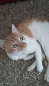 Lost Cat