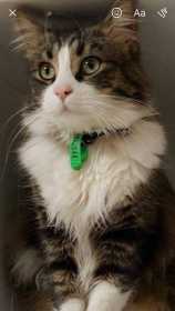 Lost Cat