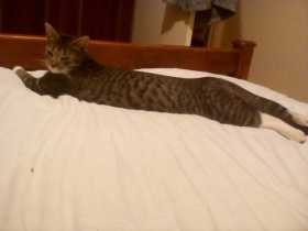 Lost Cat