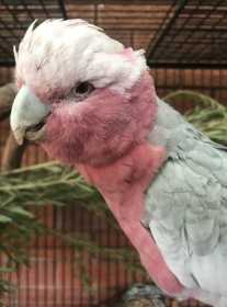 Lost Galah Cockatoo