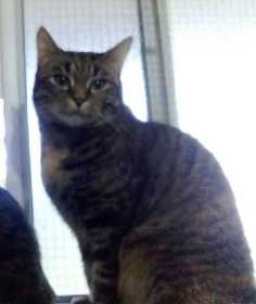 Lost Cat