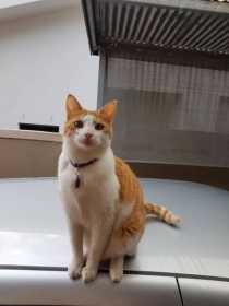 Lost Cat