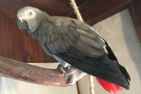 Lost African Grey