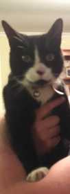 Lost Cat