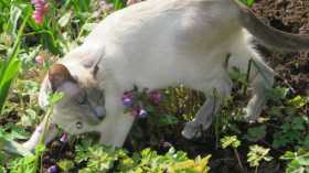 Lost Cat