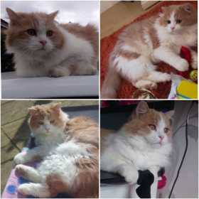 Lost Cat