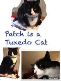 Lost Cat