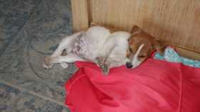 Lost Dog
