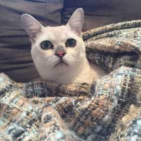 Lost Cat