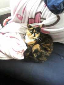 Lost Cat