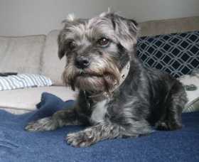 Lost Dog