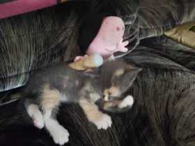 Lost Cat