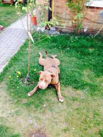 Lost Dog