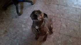 Lost Dog