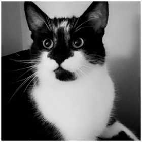 Lost Cat