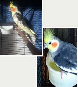 Lost Cockatiel