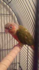 Lost Conure