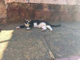 Lost Cat