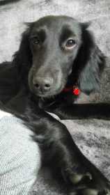 Lost Dog