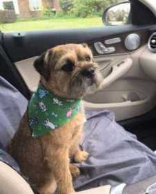 Lost Dog