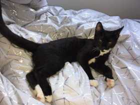Lost Cat