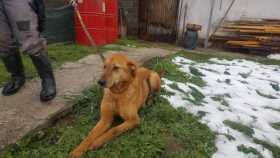 Lost Dog