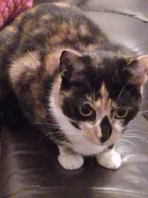 Lost Cat