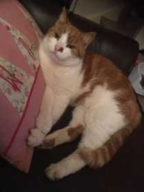 Lost Cat