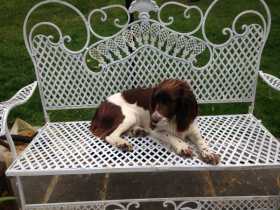 Lost Dog