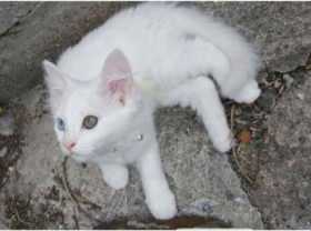 Lost Cat