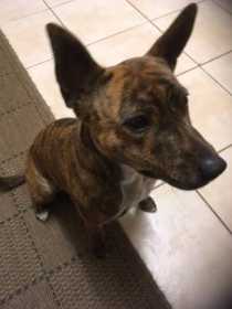 Lost Dog
