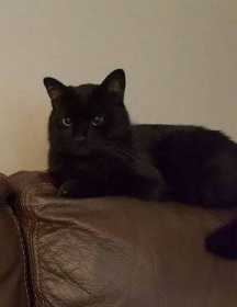 Lost Cat