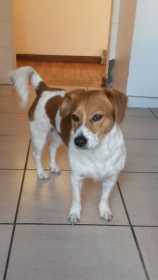 Lost Dog