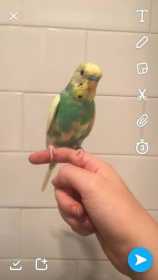 Lost Budgerigar