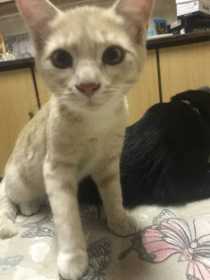 Lost Cat