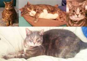 Lost Cat