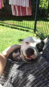 Lost Dog